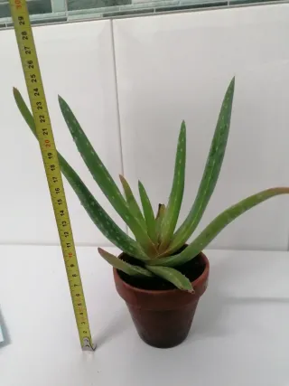 Planta Aloe Vera Barbadensis 2024