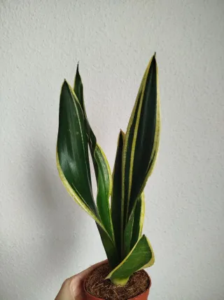 Planta Sansevieria Trifasciata Laurentii
