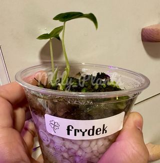 Alocasia Frydek
