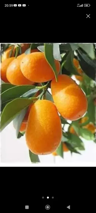 Kumquat (Naranja China) en Maceta