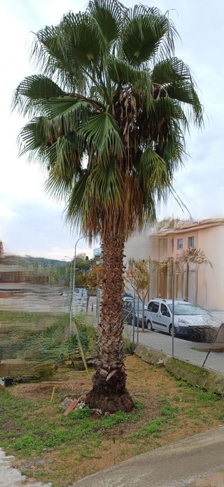 Palmera de 8 a 10 metros
