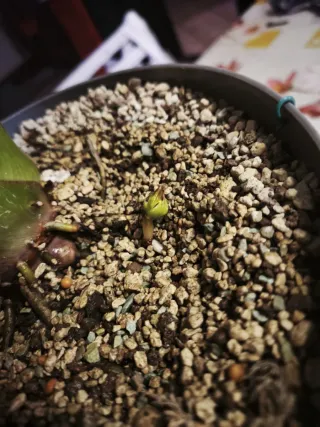 Alocasia Regal Shield Cormo