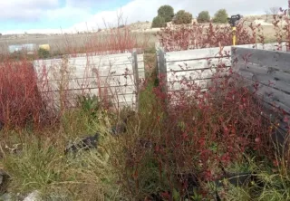 Maceta Arándano Bluecrop/Legacy 3 años