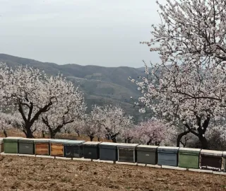Colmenas con abejas