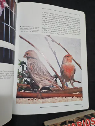 Set de dos libros de canarios