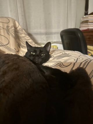 Paseadora de perros/ cuidado de gatos