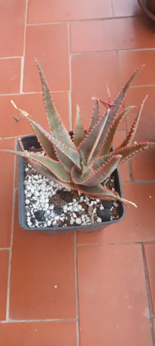 Aloé Jurassic Dragon