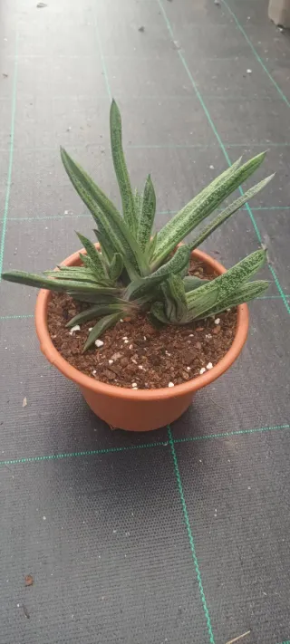 Gasteria Little Warty