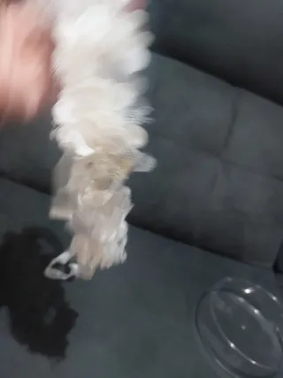 Cinturón flores vestido niña