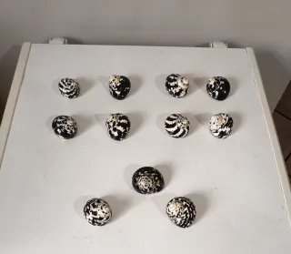 Lotto 11 conchiglie Cittarium Pica - qualità extra