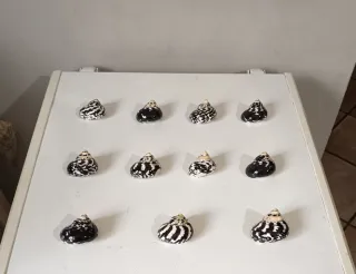 Lotto 11 conchiglie Cittarium Pica - qualità extra