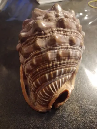 Conchiglia Cypraecassis rufa