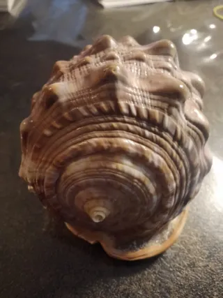 Conchiglia Cypraecassis rufa