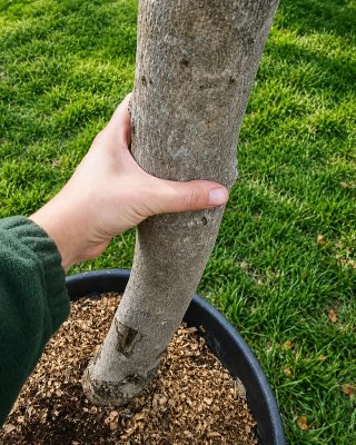 Olivo para jardín en maceta