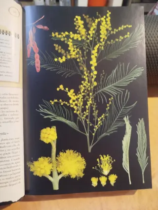 Libro Herbario de Plantas Silvestres