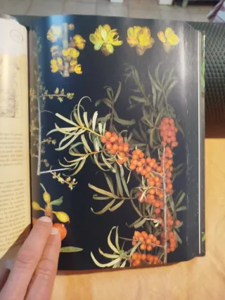 Libro Herbario de Plantas Silvestres