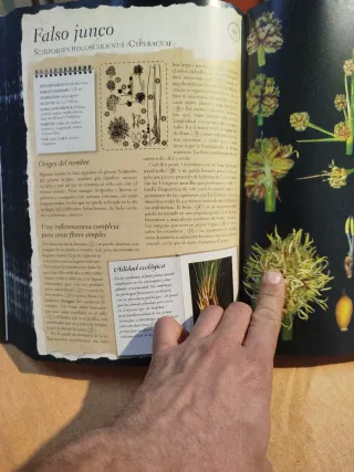 Libro Herbario de Plantas Silvestres
