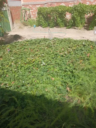 Plantones de fresa a raíz desnuda a 0.22 u