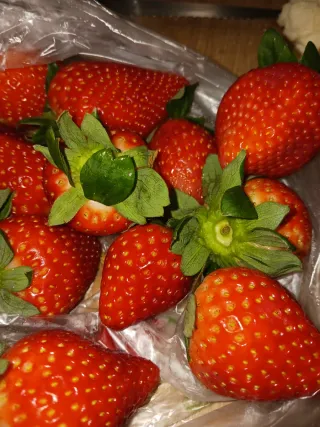 Plantones de fresa a raíz desnuda a 0.22 u