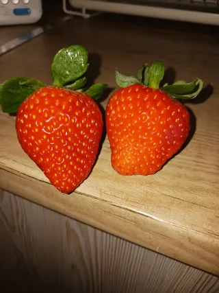 Plantones de fresa a raíz desnuda a 0.22 u