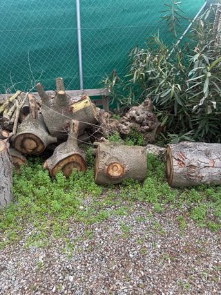 Troncos de abeto y ramas de olivo para leña