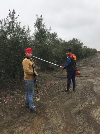 Vibrador de aceitunas Cifarelli gasolina