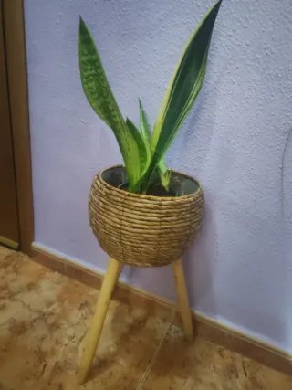 Macetero y planta Sansevieria por 10€