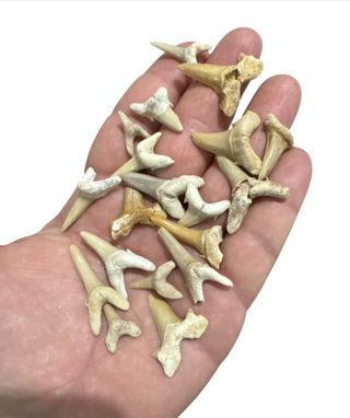 Fósiles Marinos 20 piezas 5€