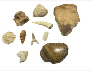 Colección Fósiles de Calidad