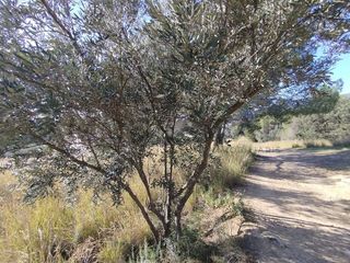 Terreno en venta en Caldes de Montbui
