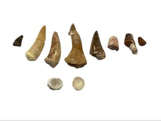 Colección piezas marinas fósiles