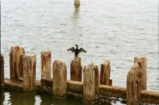 Canon FD 135mm 1:3.5 S.C. Objetivo