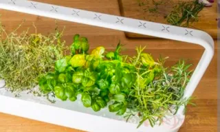 Huerto Inteligente Click & Grow