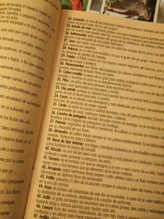 Identic Natura, juego de memoria antiguo de Educa