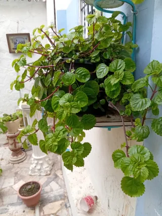 Planta del  Dólar de la Suerte