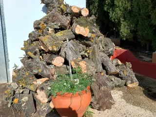 Leña de Olivo para Chimenea 608898774 n.Movil.