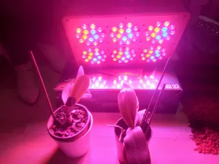 PhytoLED 200 Phytolite Lámpara Cultivo LED