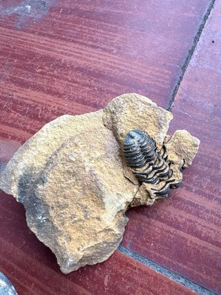 Fósiles de Trilobites