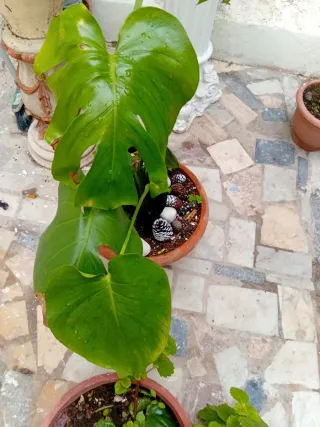 Planta Costilla de Adán