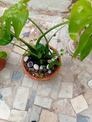 Planta Costilla de Adán