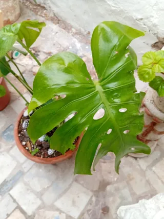 Planta Costilla de Adán