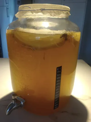 Taller de Kombucha en Casa: Acompañamiento