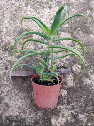 Aloe arborecens
