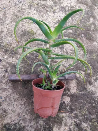 Aloe arborecens
