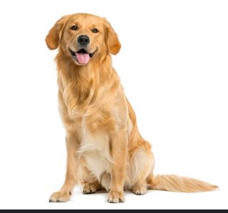 Se pasean perros en Córdoba