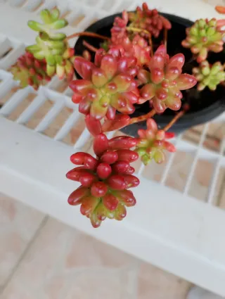 Talea Sedum Rubrotincum Rosso