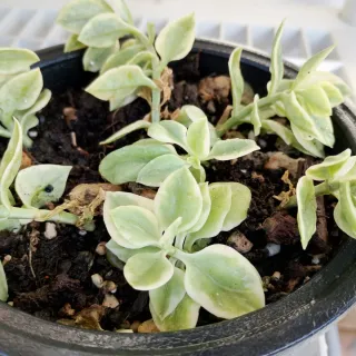 Pianta Aptenia Variegata Fiore Rosso/Fucsia