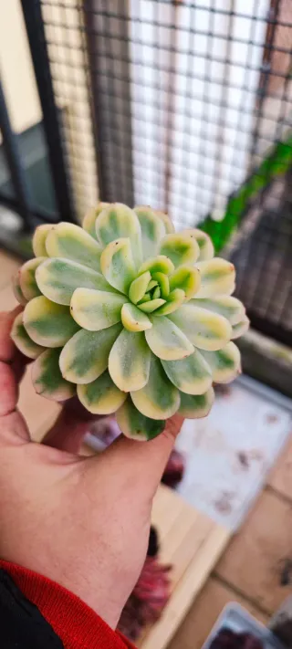 Echeveria Strawberry Ice Variegata
