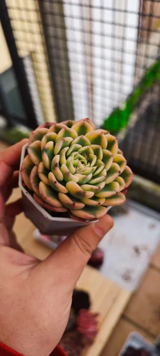 Echeveria Babylon snail variegata