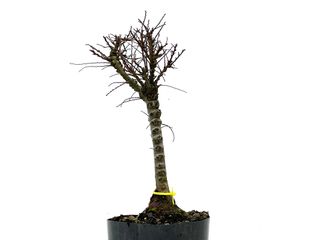 Ulmus Hokkaido 3574 Bonsái